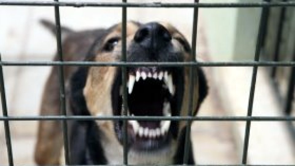 Legea privind eutanasierea câinilor fără stăpân, adoptată