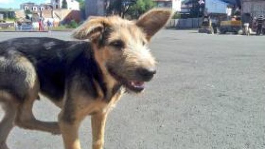 New law on stray dogs adopted