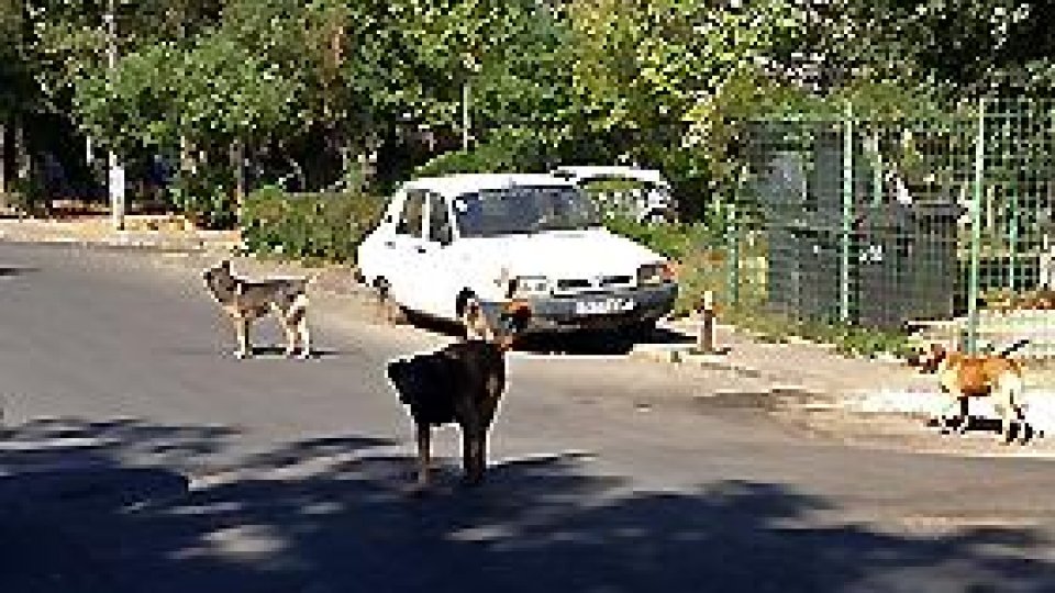 Câinii maidanezi, "capturaţi" în Botoşani