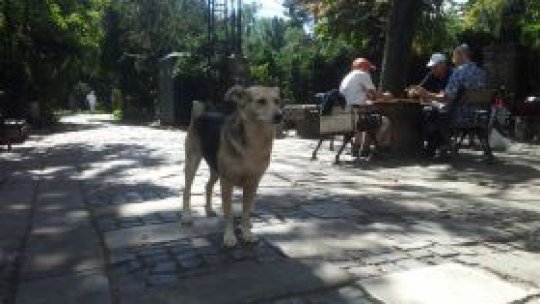 Curtea Constituţională, sesizată privind legea maidanezilor