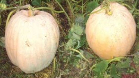 Dovleci uriaşi şi eco