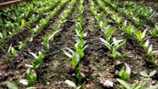 România primeşte ajutoare pentru agricultura ecologică