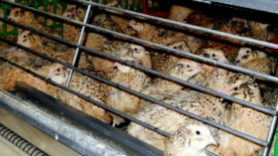 REPORTERII RADIO ROMÂNIA