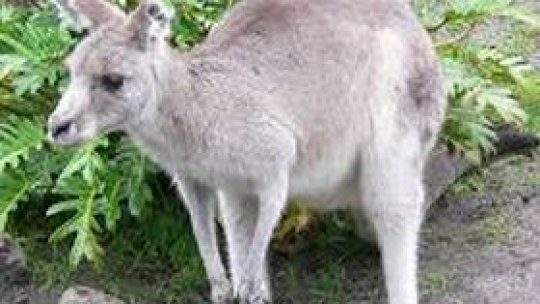 Cangur mort în maşina unui poliţist, "din cauza stresului"