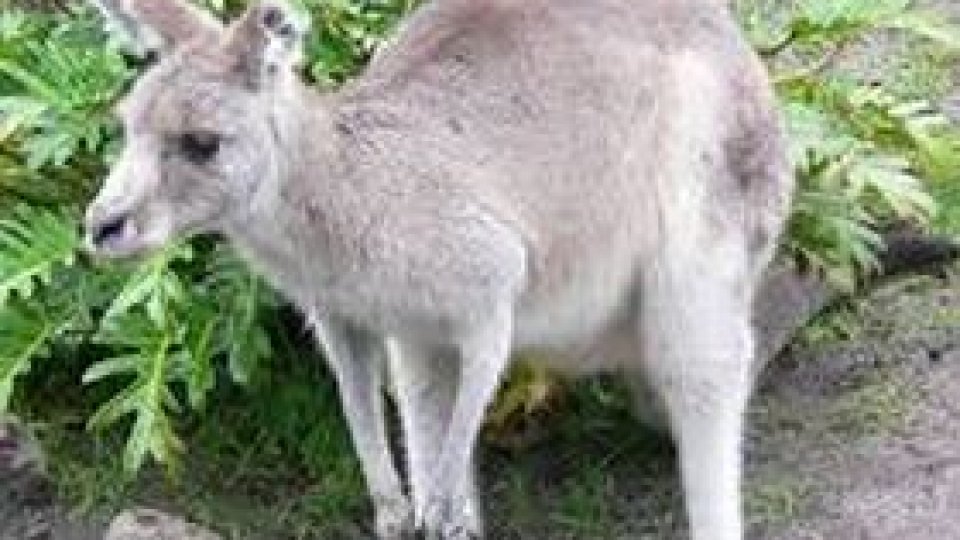 Cangur mort în maşina unui poliţist, "din cauza stresului"