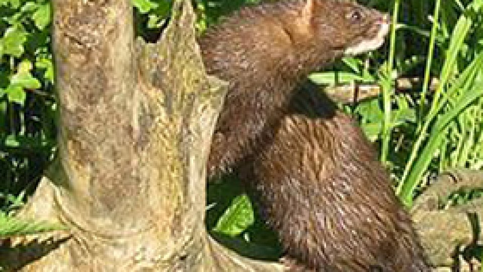 Fermă de nurci la Şercaia