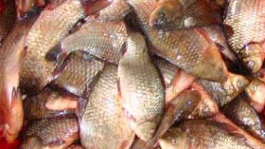 Peste 80 de kilograme de peşte pentru "consumul propriu"