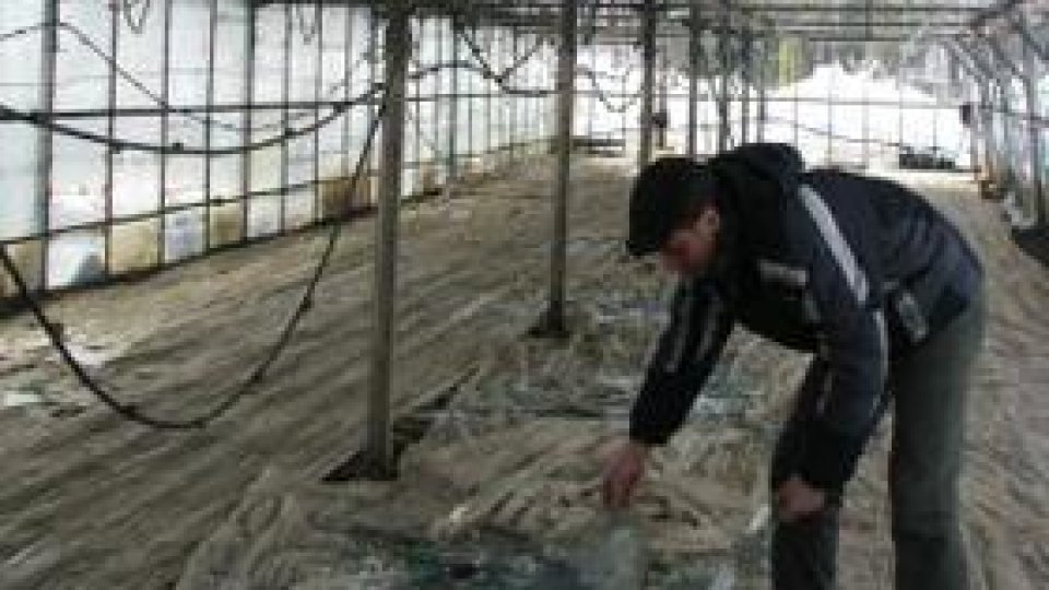 Zăpada provoacă pagube legumicultorilor din Matca