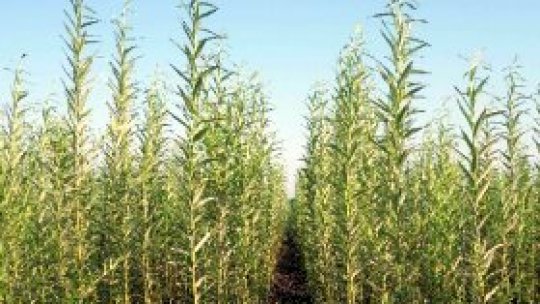 REPORTERII RADIO ROMÂNIA