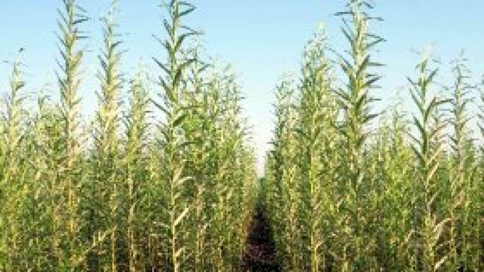 REPORTERII RADIO ROMÂNIA