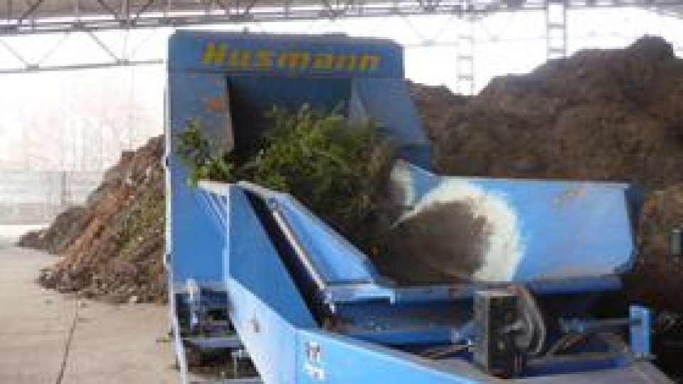 Brazi de Crăciun reîncarnaţi în panseluţe, la Galaţi