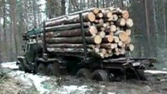 Preţul reglementat al lemnului "se majorează cu aproape 30%"