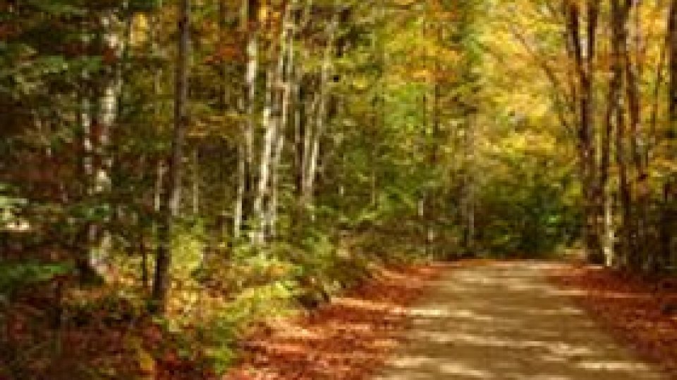 Frunzele dau bătăi de cap autorităţilor vâlcene