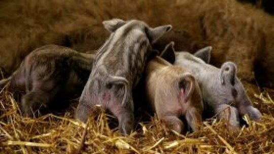 "Porcul-somon", căutat de cunoscători