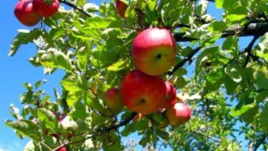 Soiuri tradiţionale de pomi, conservate în Mărginimea Sibiului