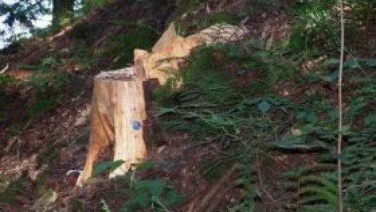 Botoșani: Nicio condamnare pentru tăieri ilegale de păduri
