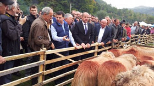 Soluţii pentru creşterea exporturilor de oi