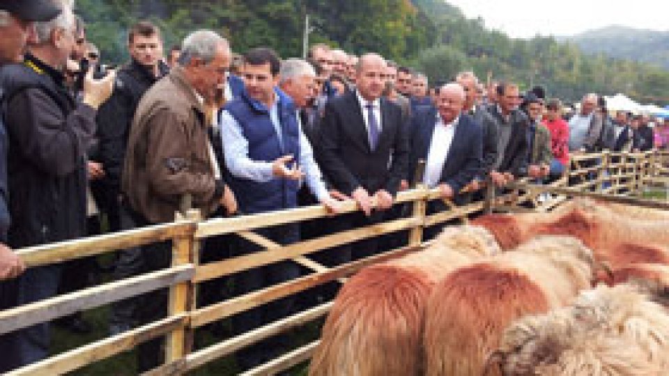 Soluţii pentru creşterea exporturilor de oi