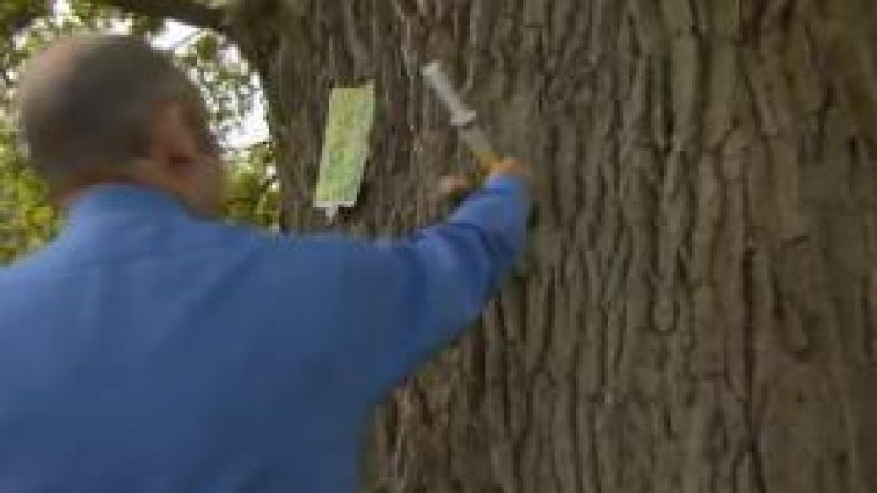 Usturoiul, tratament pentru copacii bolnavi