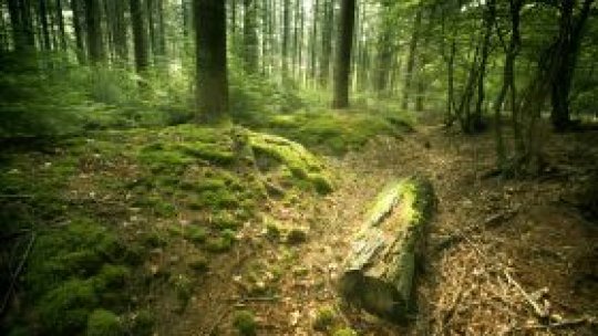 Păduri fără drumuri forestiere, în Vâlcea