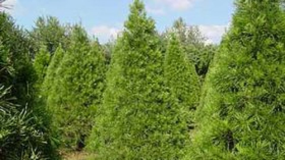 Brazi de închiriat pentru Crăciun