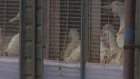 Focar de gripă aviară în Olanda