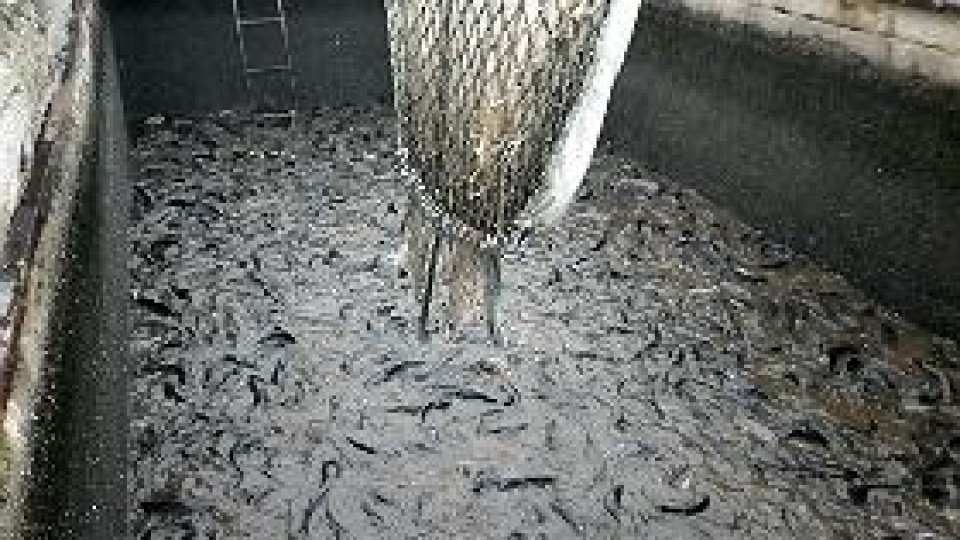 Povești de succes: crescătorie de somn african la Arad