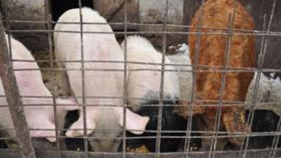 Fermă inedită la Bistriţa-Năsăud