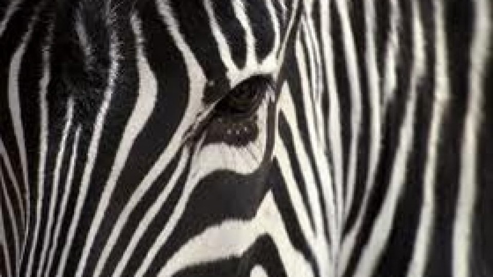 O vorbă bună 175 - Alb-negru