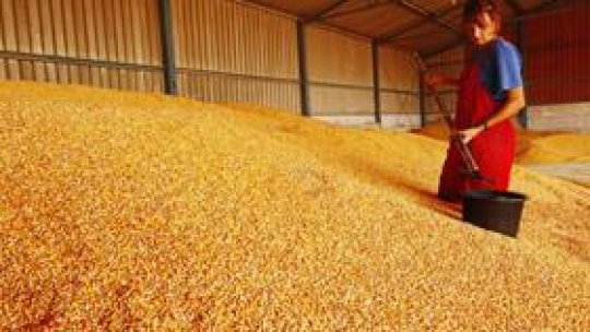 Fermierii, nemulţumiţi de preţul de referinţă al grâului în 2013