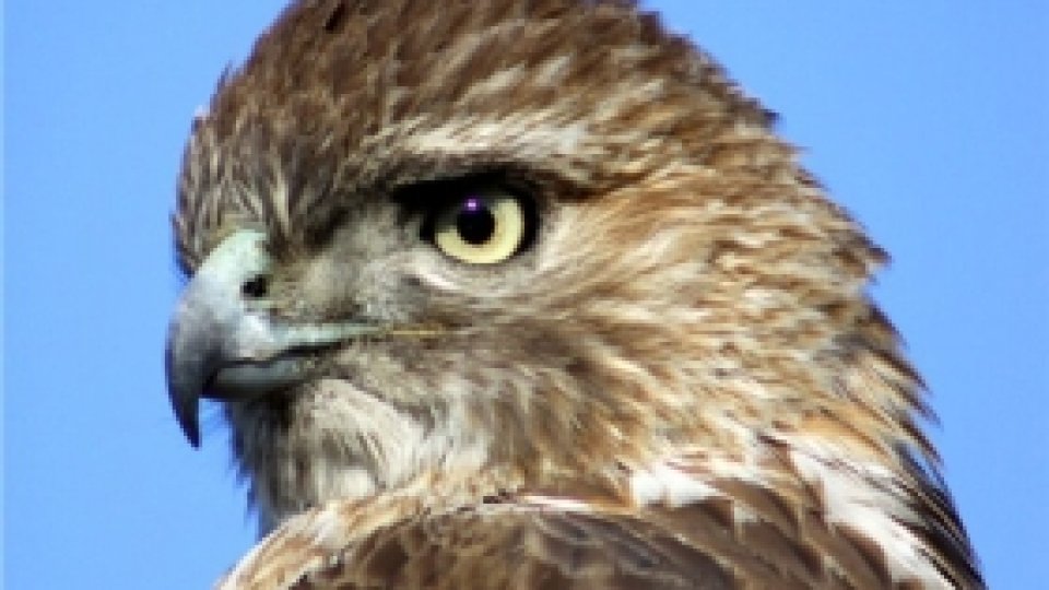 O vorbă bună 164 - Pilda şoimului