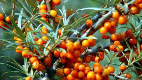 Farmacia naturală din grădina casei