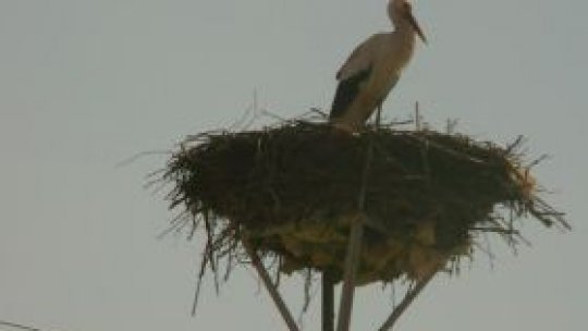 În comuna sibiană Cristian a sosit prima barză