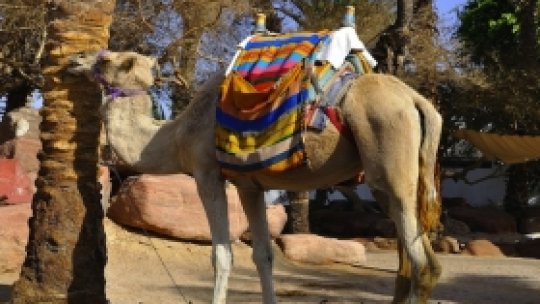 O vorbă bună 179 - Nădejdi deşarte