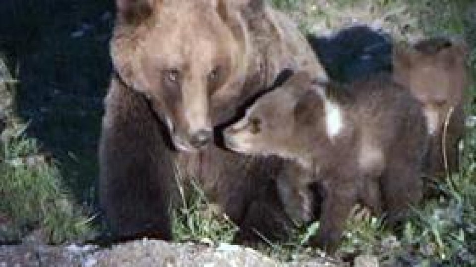 Urşii "le fură veveriţelor alunele din scorburile copacilor"