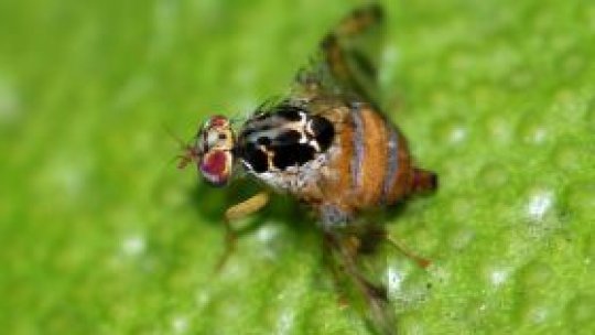 Avioanele de vânătoare fac manevre "ca musculiţele de fructe"