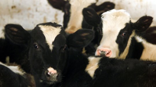 De azi, "subvenţii cel puţin duble" pentru crescătorii de vite
