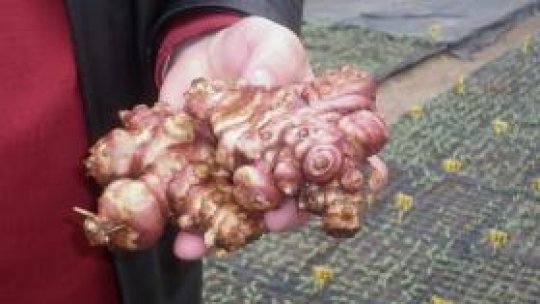 Topinamburul cultivat la Buzău