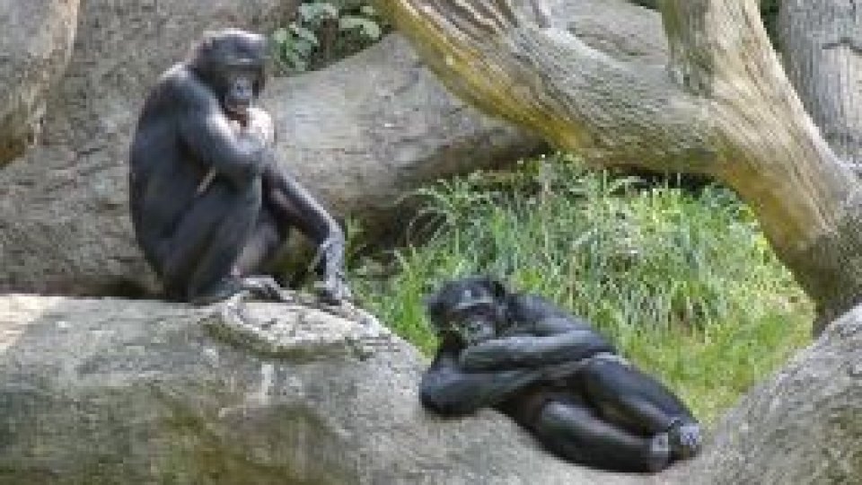Cimpanzeilor nu le este indiferent în ce "pat" dorm