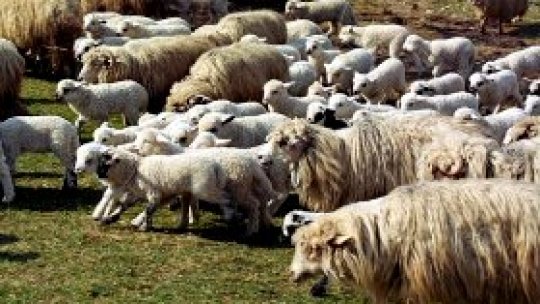 Ciobani din Mehedinţi nemulţumiţi de cum sunt arendate păşunile