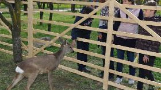 Căprior cu soarta lui Bambi, la Bistriţa
