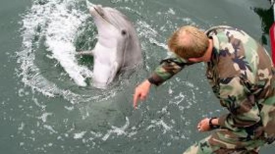 Exerciţii NATO cu delfini în Marea Neagră