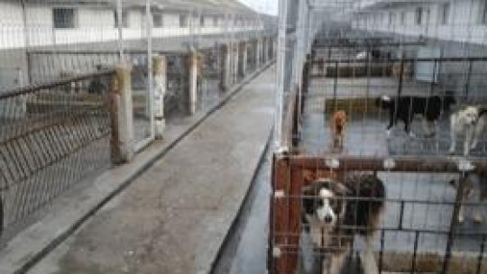 18 mii de câini "capturaţi în şase luni"