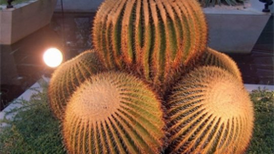 Cactus din Sălaj cu o poveste incredibilă