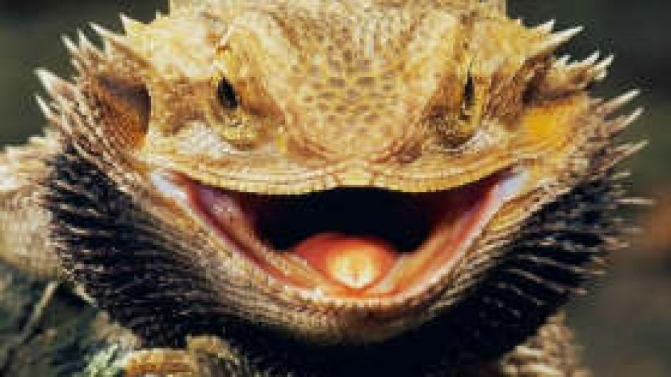 Dragonul bărbos, blând dar letal