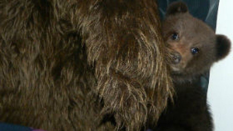 Doi pui de urşi fără mamă, salvaţi de la o moarte sigură