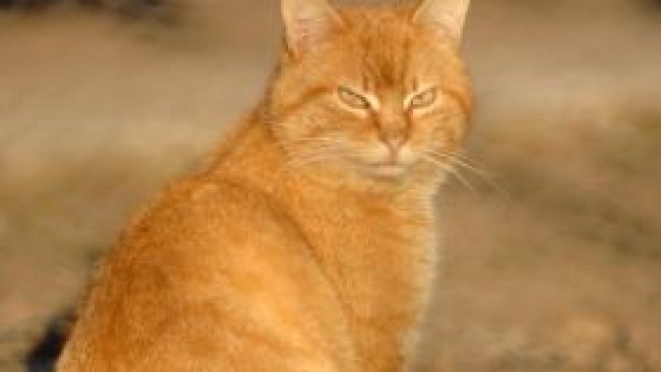 Amenzi pentru cei care nu declară animalele din apartamente