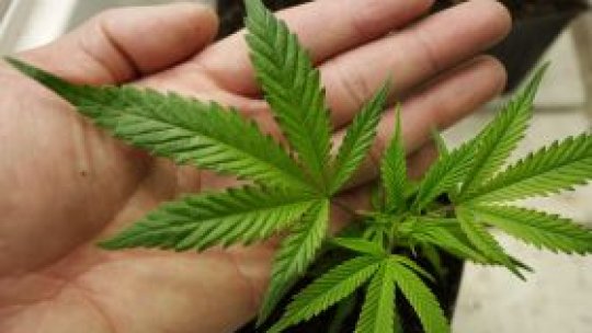 Cannabis  confiscat la Galaţi