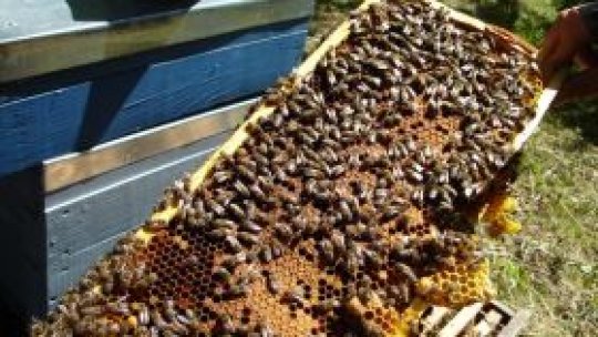 Un an în care recolta de miere "nu va reuşi să acopere cererea"