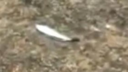 Ploaie cu peşti în Sri Lanka